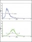 COL6A1 Antibody (N-term)